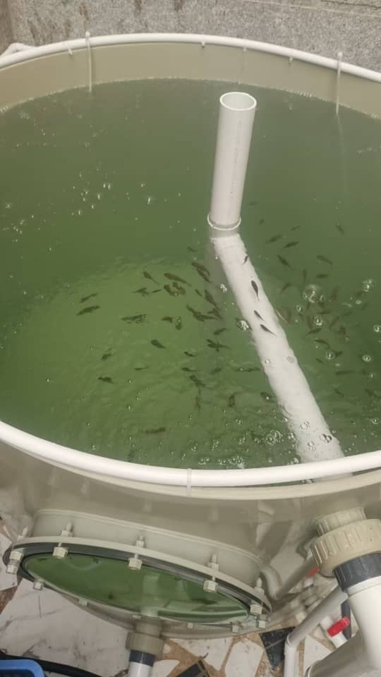 Aquaponic Home System