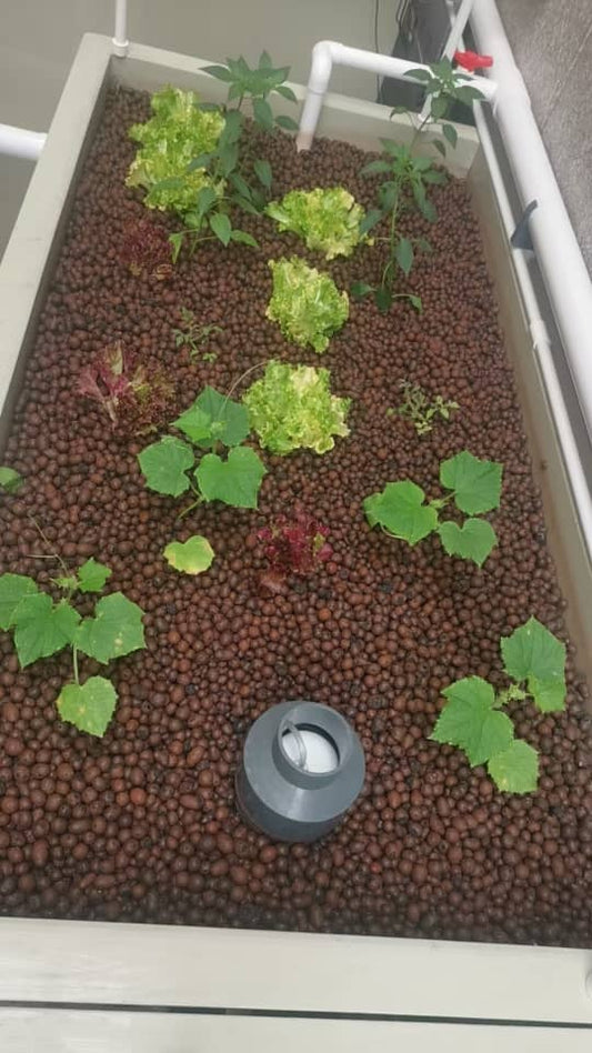 Aquaponic Home System