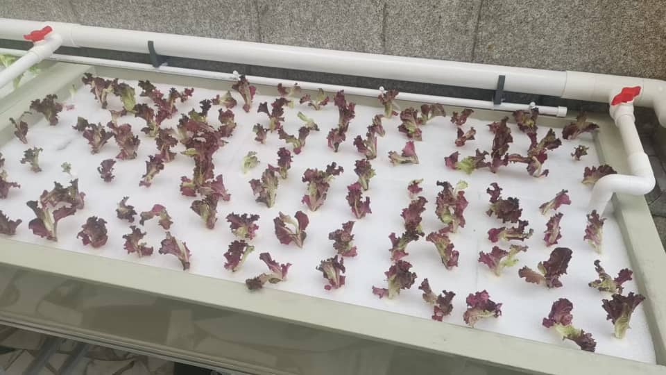 Aquaponic Home System