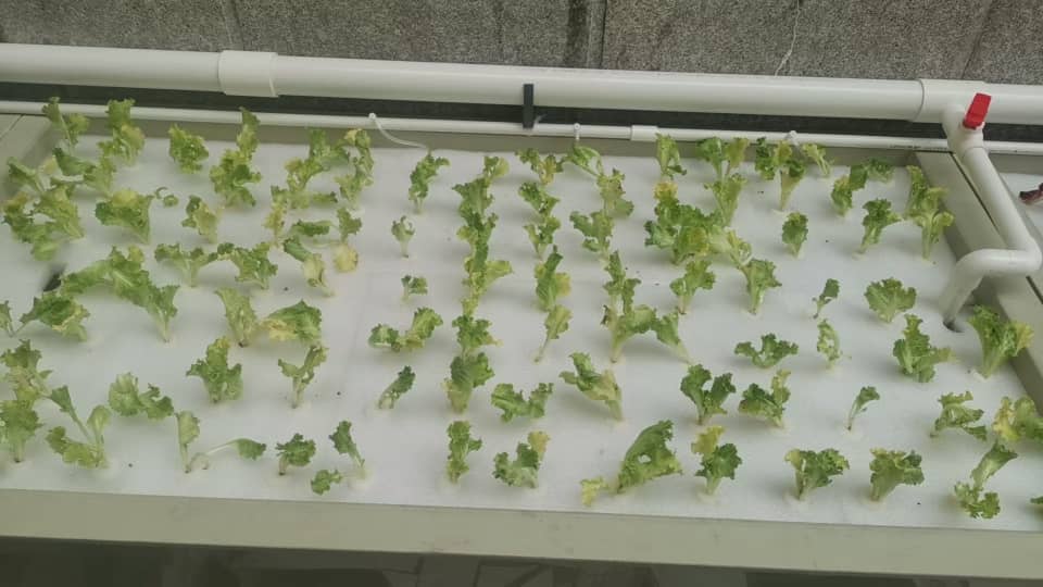 Aquaponic Home System