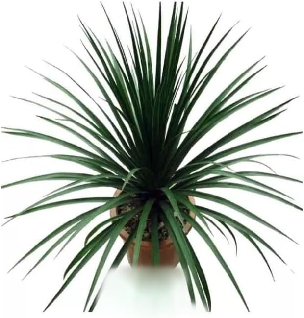 Artificial Dracaena Tree , Tall Fake