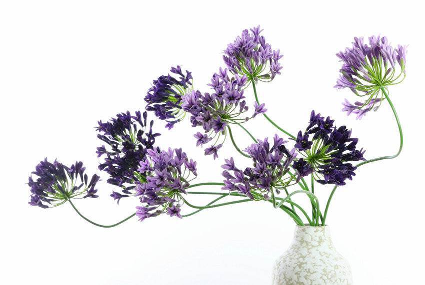 Artificial silk cloth agapanthus flower