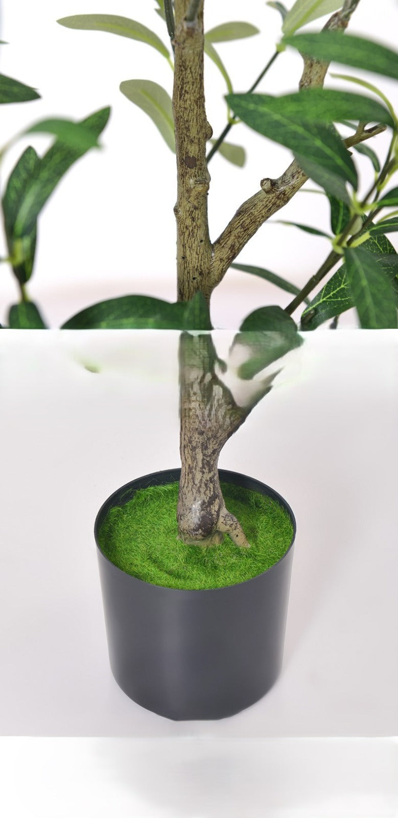 Fiddle Leaf Fig plant