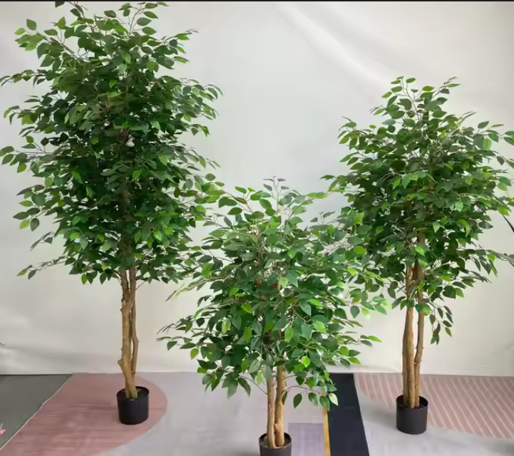 Outdoor Decorative Bonsai Croton Plants