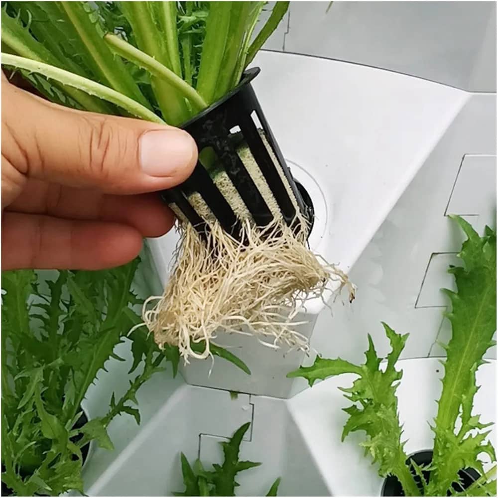 Pineapple hydroponic