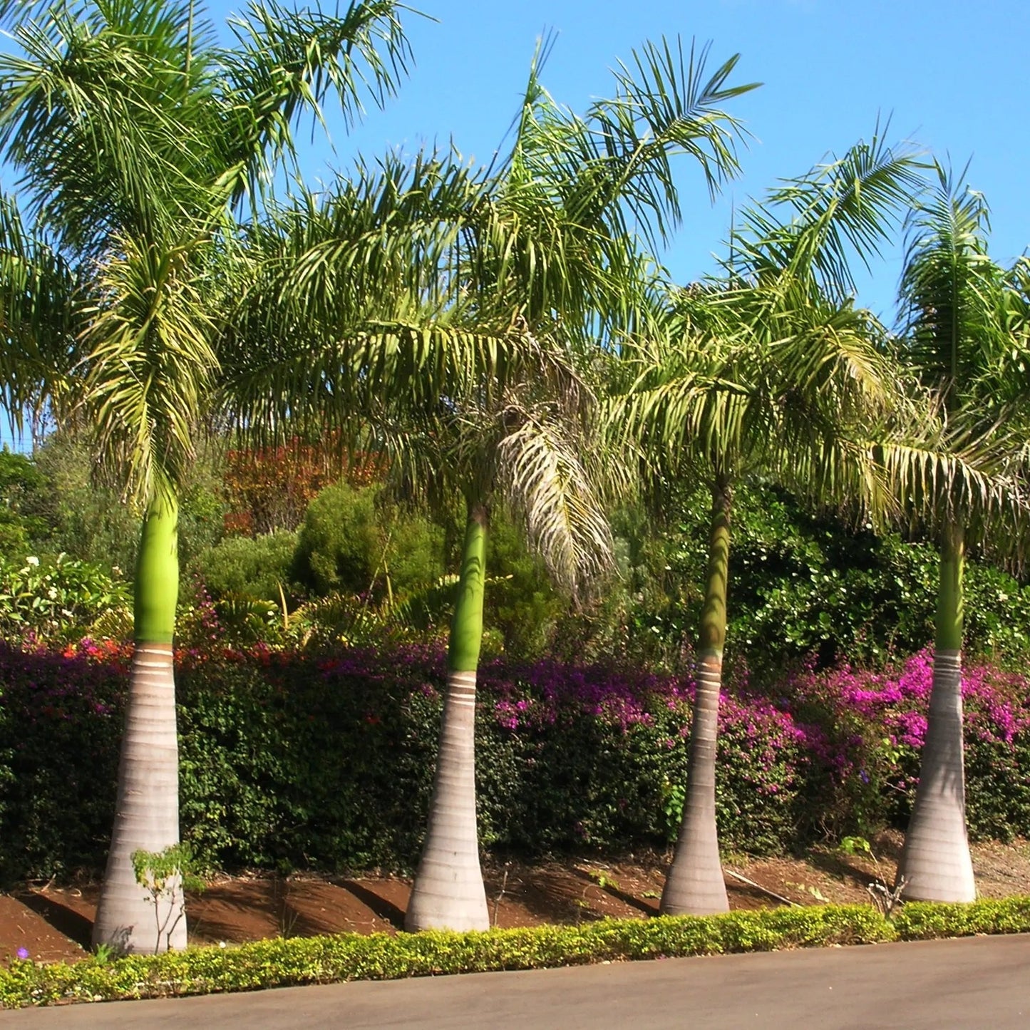 artificial bottle-palm-tree