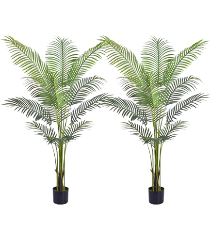 Areca Palm Tree