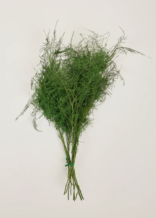 Preserved Asparagus Plumosus Fern - 12"-28"