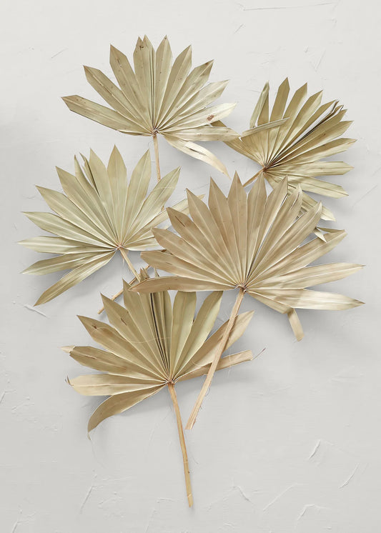 Bundle of 5 Afloral Natural Sun Palms - 14-20"