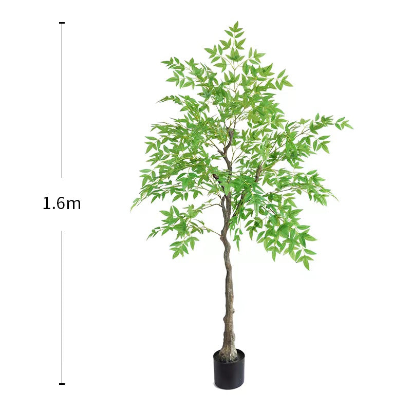 Eucalyptus Tree