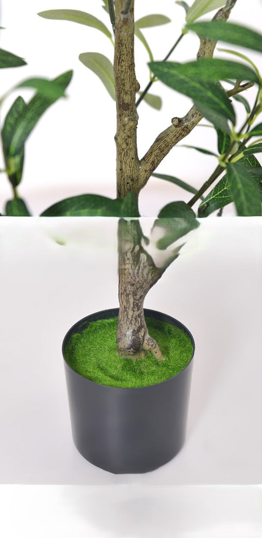 Fiddle Leaf Fig plant