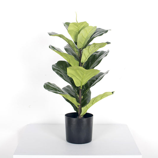 Green Fiddle Leaf Plant In Black Pot