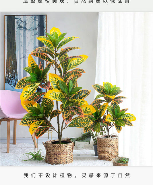 Multicolor Potted Plants