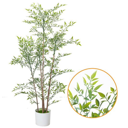 Olive Tree