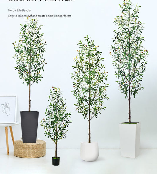 Olive tree