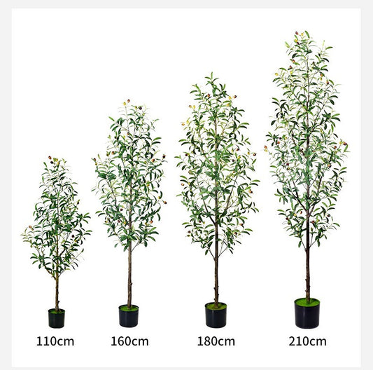 Olive tree