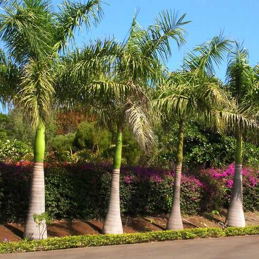 artificial bottle-palm-tree